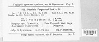 Puccinia fergussonii image